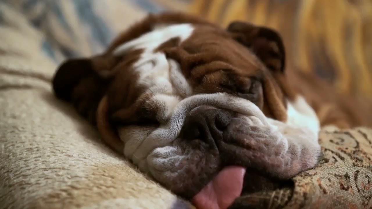 'Video thumbnail for Why do Dogs Snore? | Cute Dog Videos | SpanielKing.com'