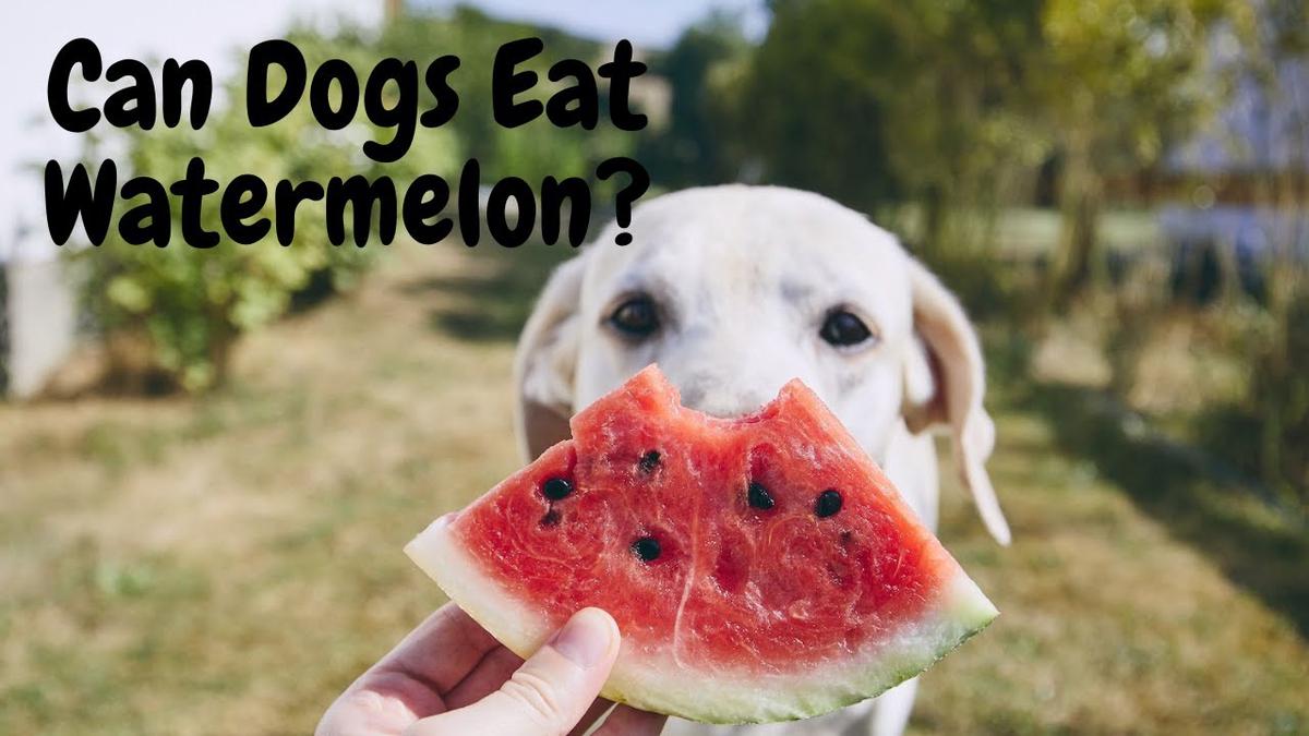 'Video thumbnail for Can Dogs Eat Watermelon? | Cute Dog Videos | Pawesomepuppy'