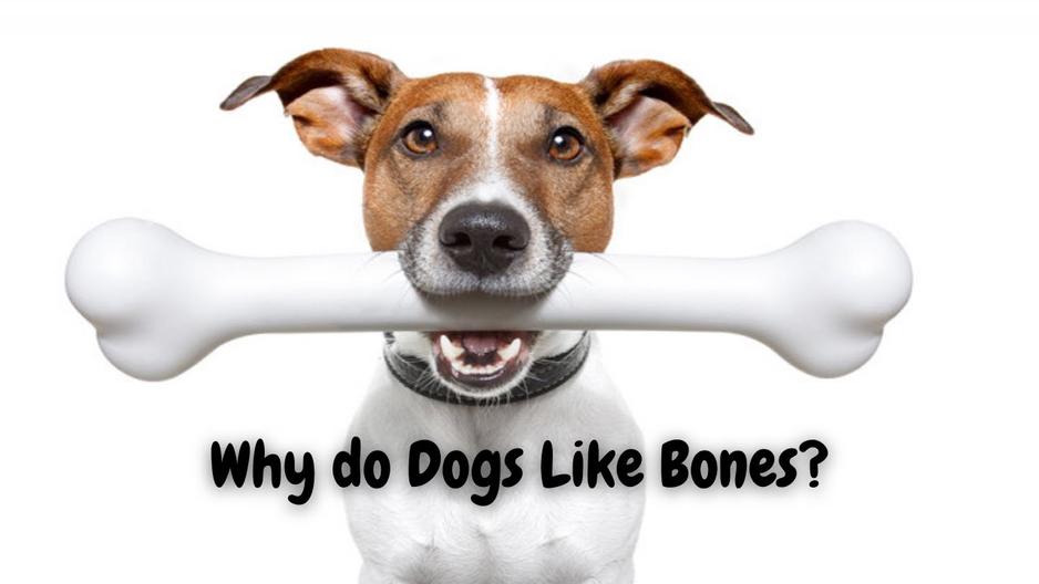 'Video thumbnail for Why do Dogs Like Bones? | Cute Dog Videos | Pawesomepuppy'