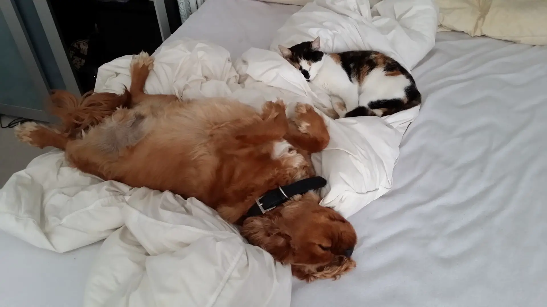 Should you let your Cavalier King Charles Spaniel sleep in your bed