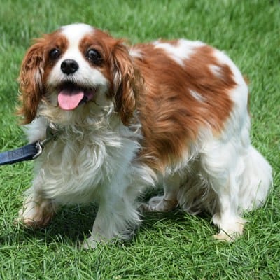 king cavalier charles spaniel rescue