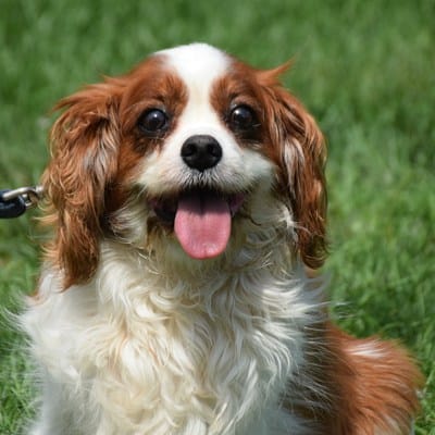 cavalier-king-charles-spaniel-rescue-dog-sitting-close