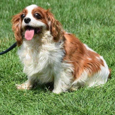 cavalier king charles spaniel rescue seattle