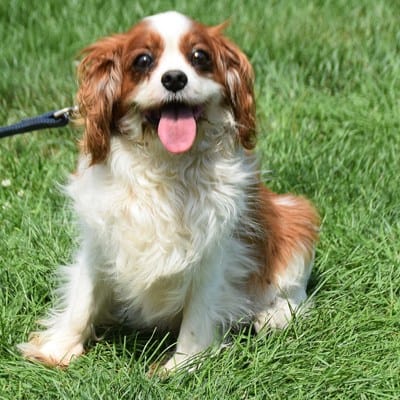 rescue charles king cavalier spaniel dog dogs should puppy sofa bathroom money training even come would use