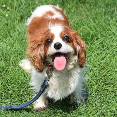 cavalier-king-charles-spaniel-rescue-dog-walking-front