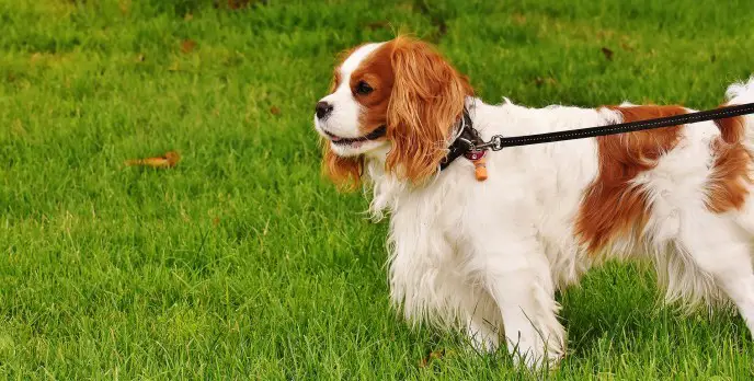 cavalier king charles spaniel bark