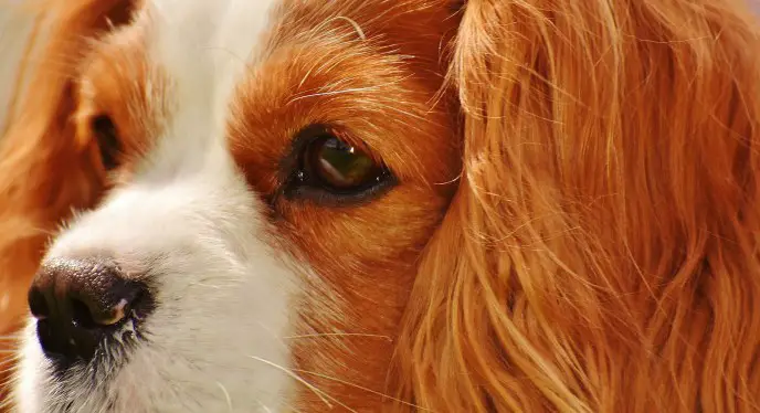 cavalier king charles spaniel barking