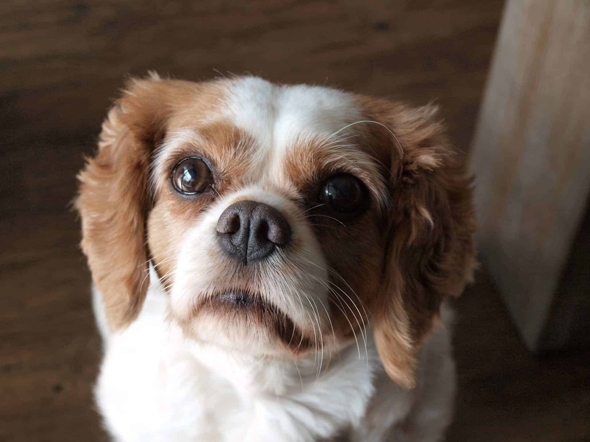 Should you get your Cavalier King Charles Spaniel Spayed
