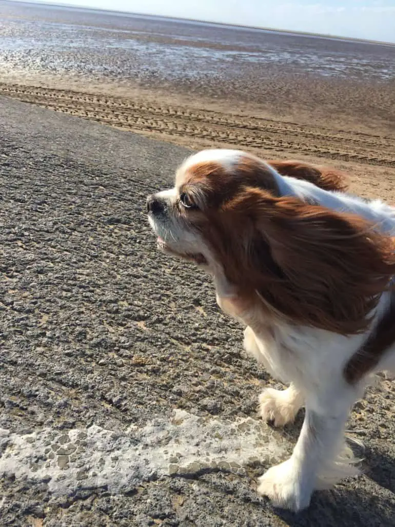 cavalier king charles spaniel syringomyelia