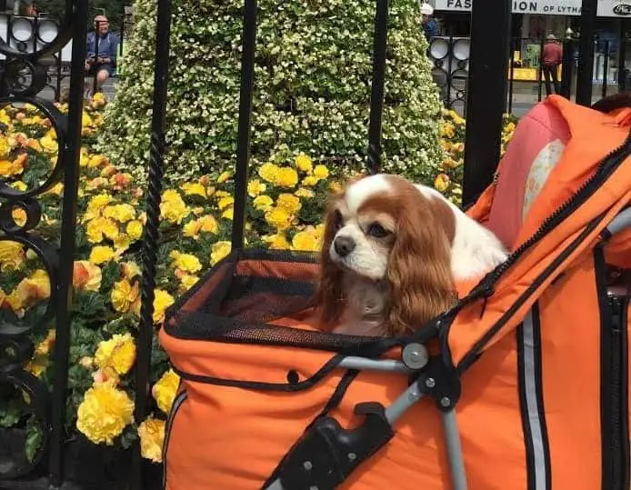 cavalier spaniel syringomyelia