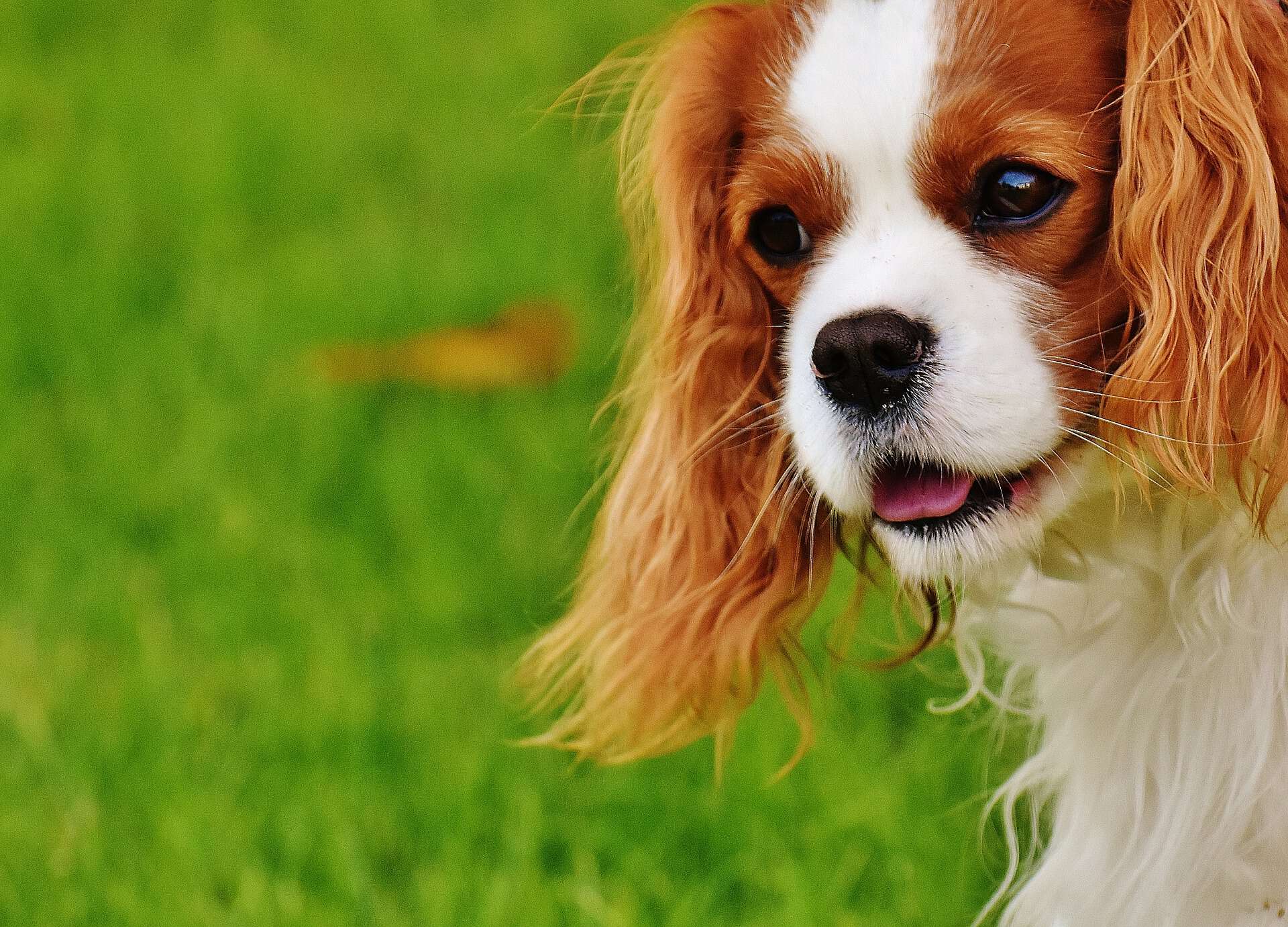 Should you get your Cavalier King Charles Spaniel Spayed