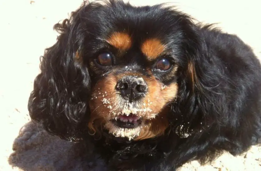 Black & Tan Cavalier King Charles Spaniels