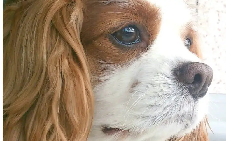 Blenheim Cavalier King Charles Spaniels