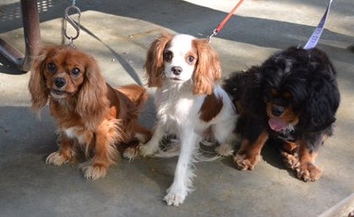 different colors of cavalier king charles