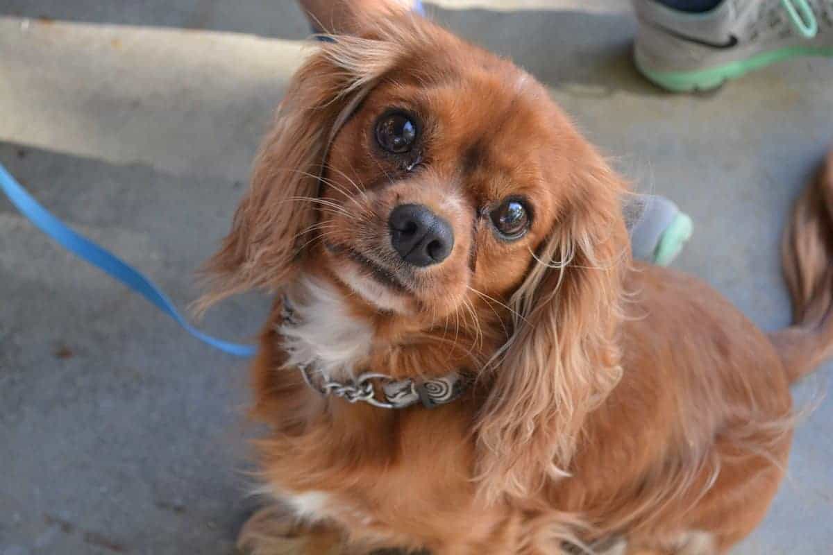 king charles spaniel ruby and white