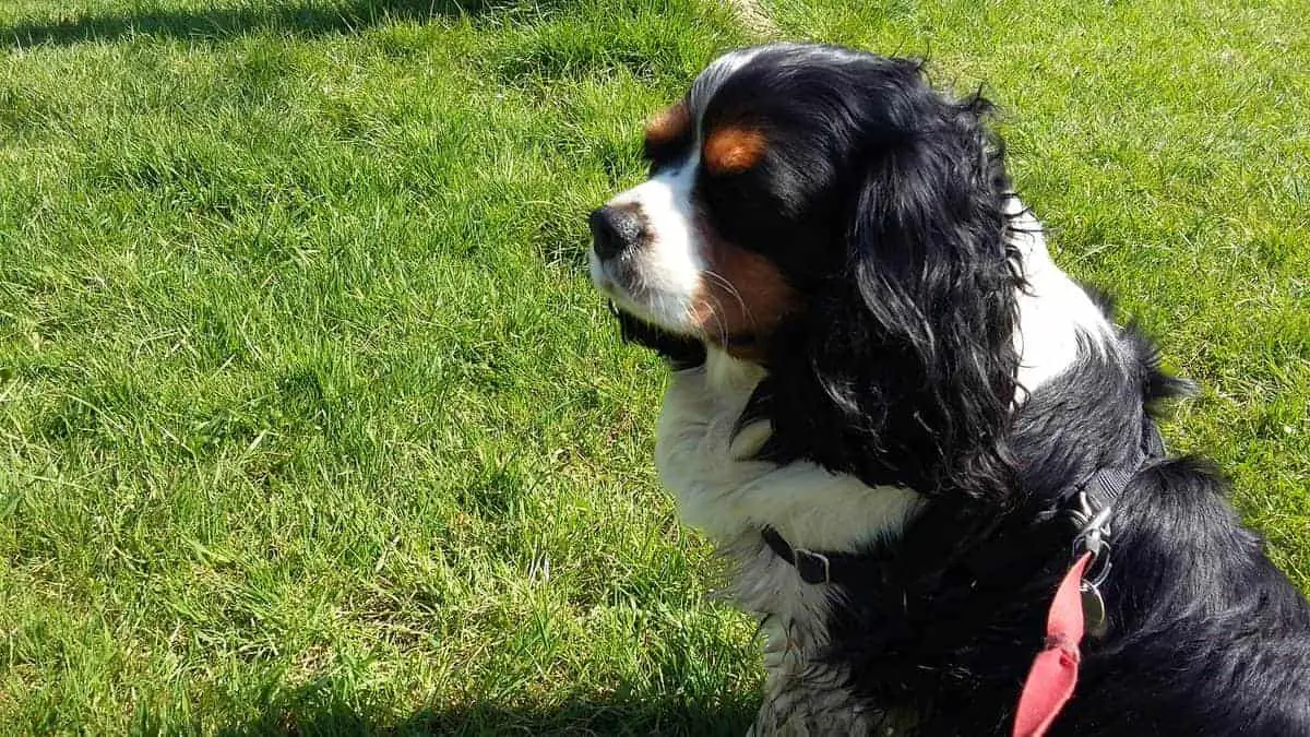 Tricolor Cavalier King Charles Spaniels