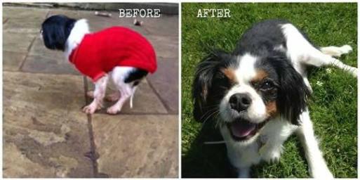 lucy-the-rescue-cavalier-before-and-after