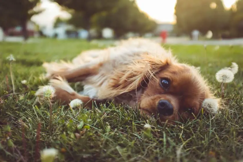 male cavalier king charles spaniel