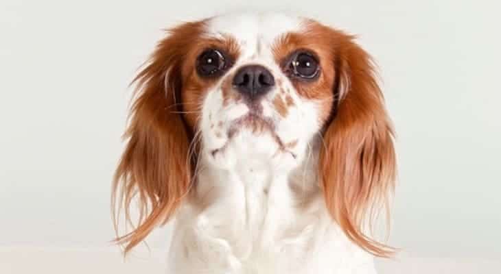 Cavalier King Charles Spaniel Ear Cleaner