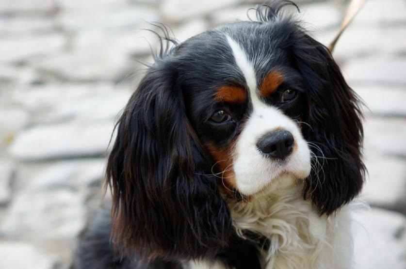 cavalier king charles loyal