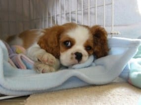 cavalier puppy