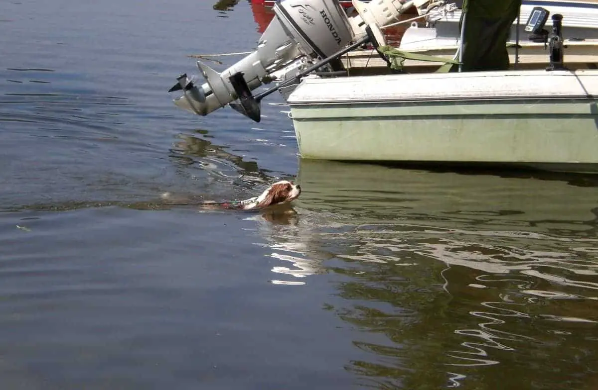 cavalier king charles spaniel swimming in the sea