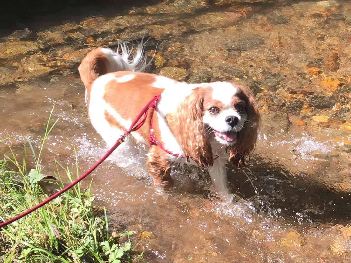 teaching your cavalie rking charles spaniel to swim