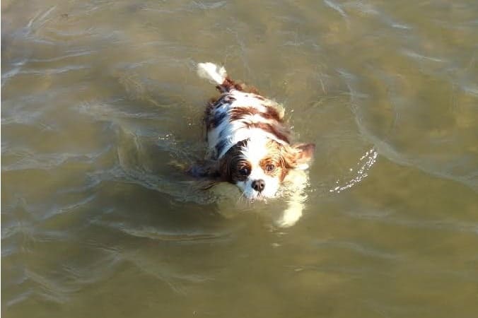 cavalier king charles spaniel swimming