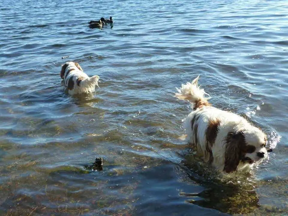 cavalier king charles spaniel swimming in the sea