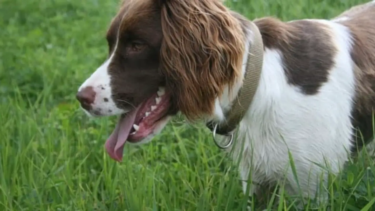 Do English Springer Spaniels Shed 1280x720 