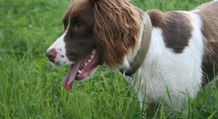 springer spaniel shedding