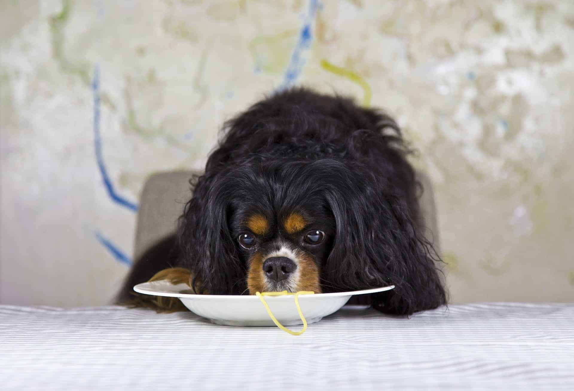 best food for cavaliers