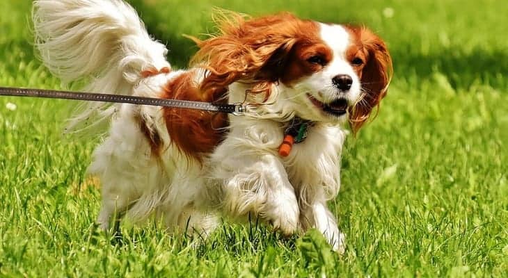 Cavalier king charles spaniel exercise requirements