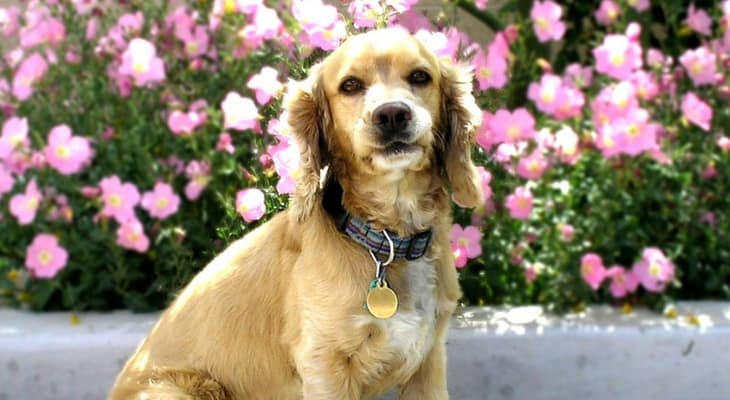 cocker spaniel grooming