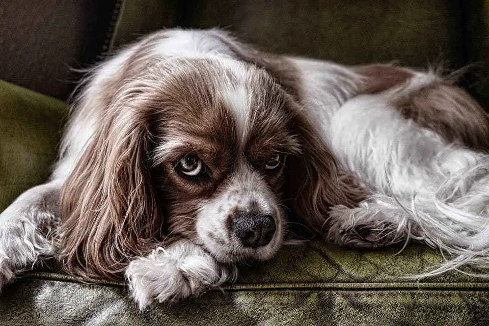 best deshedding tool for cavalier king charles