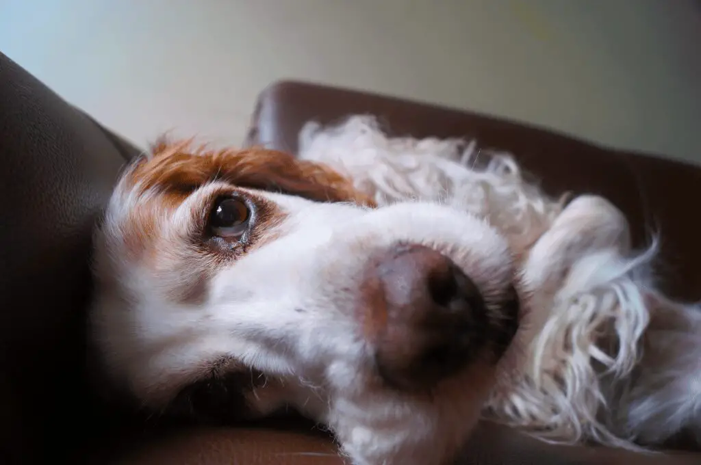 Best-Dog-Brush-for-Cocker-Spaniel