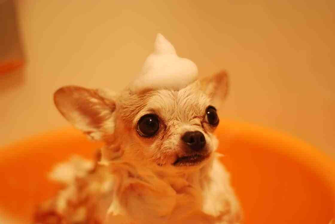The-Best-Dog-Shampoo