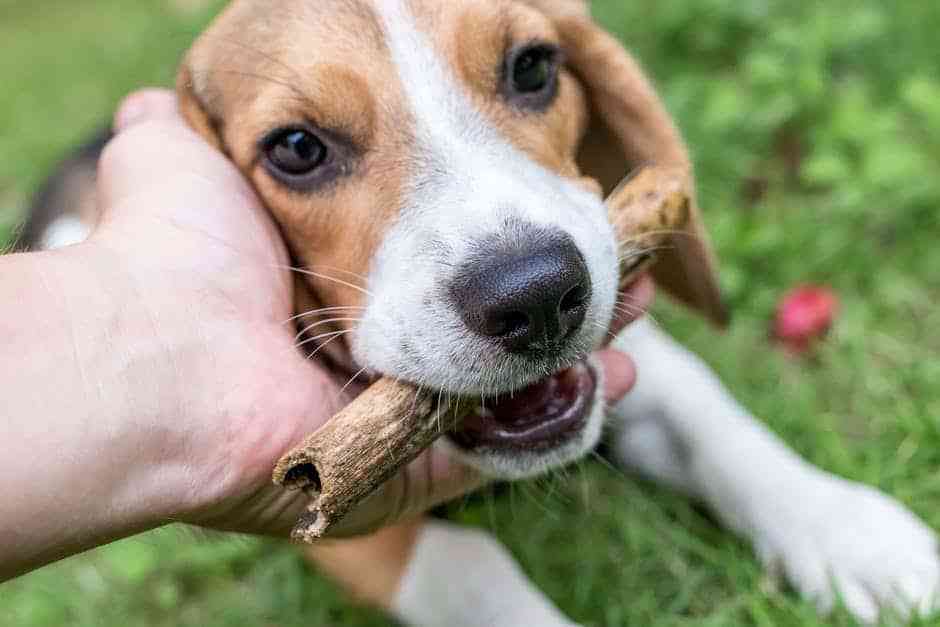 best-dog-brush-for-short-hair