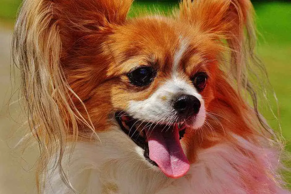 dog shedding brush