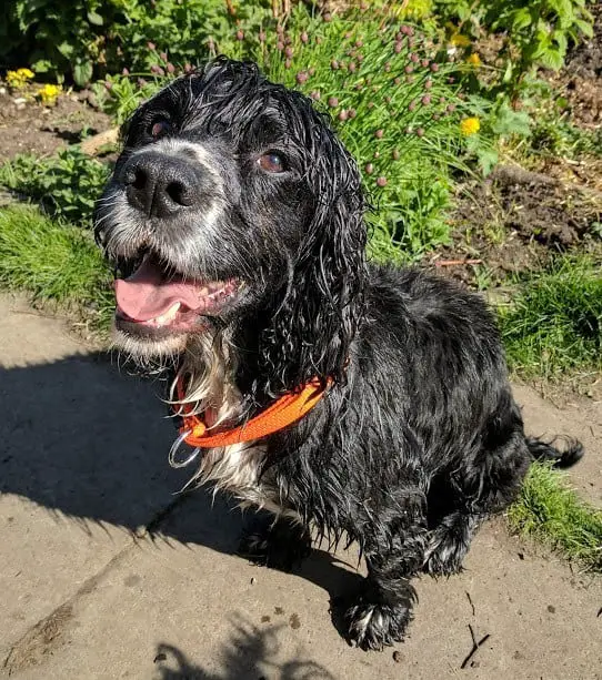 How-Often-Do-Cocker-Spaniels-Need-to-be-Groomed