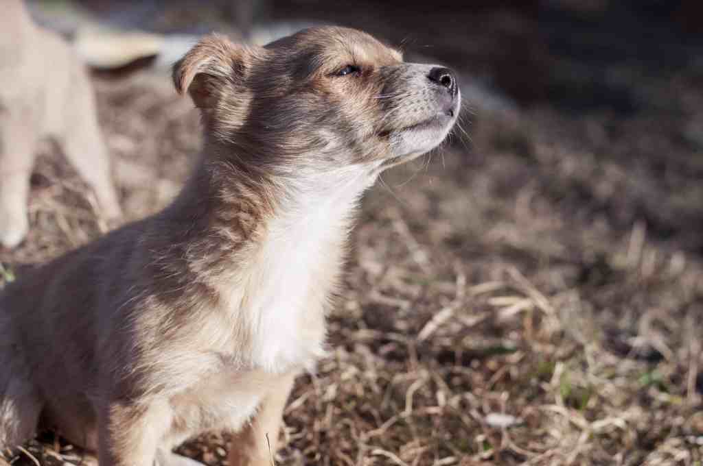 best-dog-shampoo-for-smell