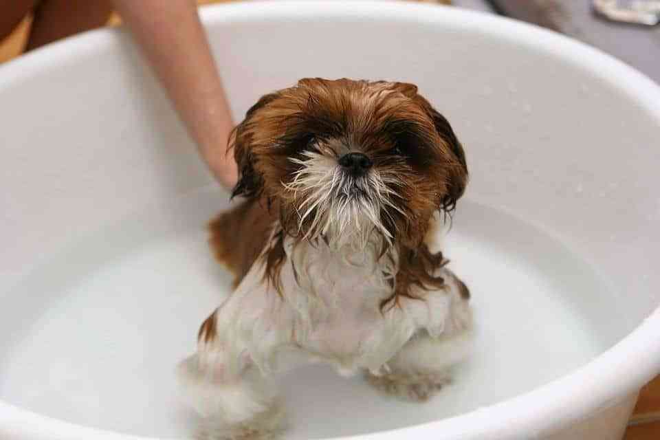 Best-Flea-Shampoo-for-Dogs