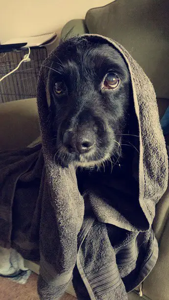 How-to-Bathe-a-Cocker-Spaniel