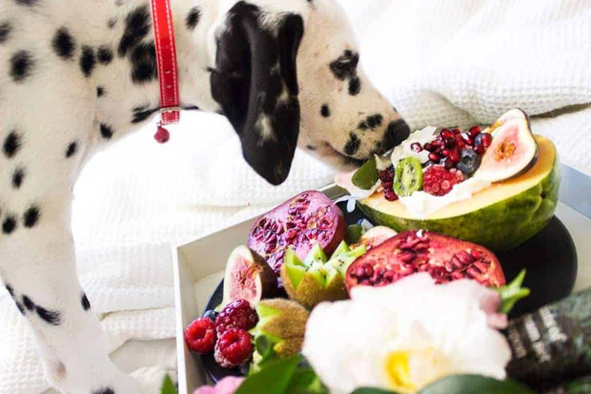 good-foods-for-dogs