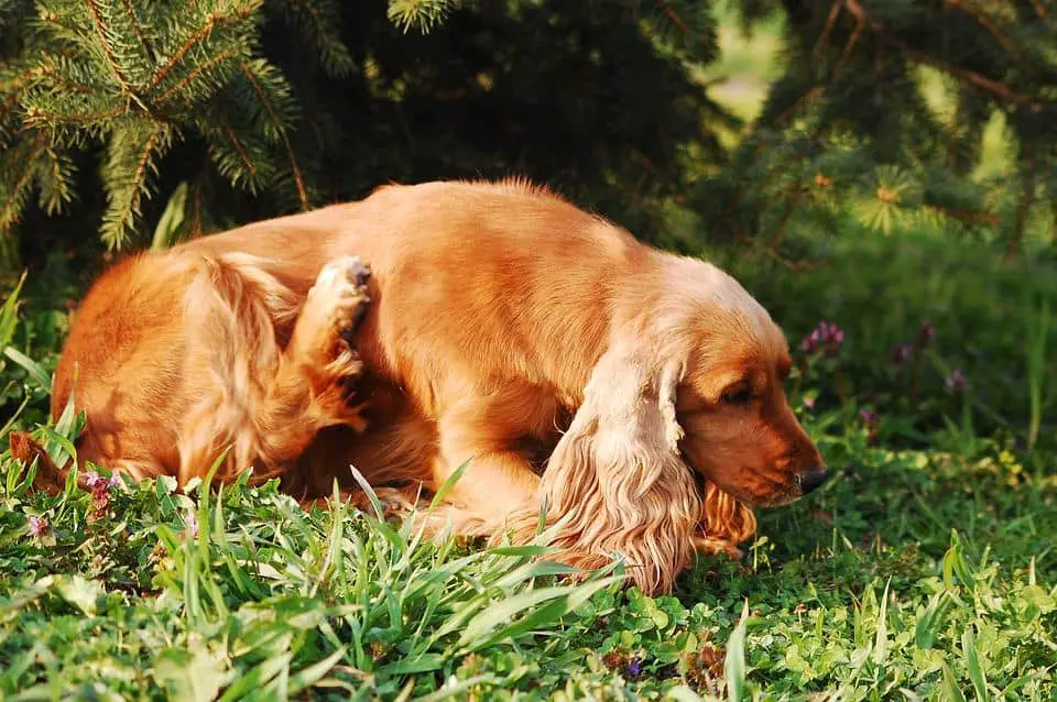 Symptoms-of-a-spider-bite-on-a-dog