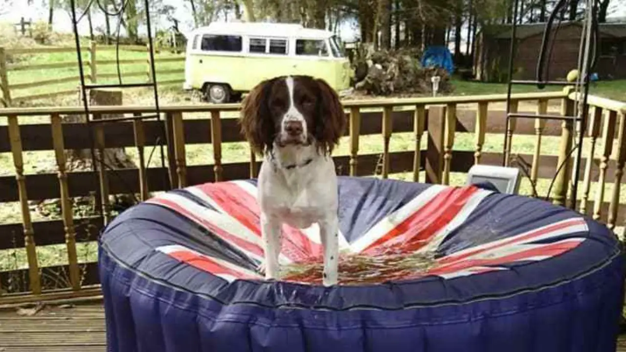 are springer spaniels good hunting dogs