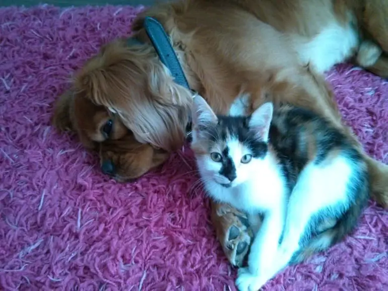 Do Cavalier King Charles Spaniels and Cats Get Along