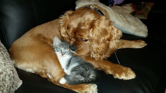 Introducing a Cavalier King Charles Spaniel to a Kitten