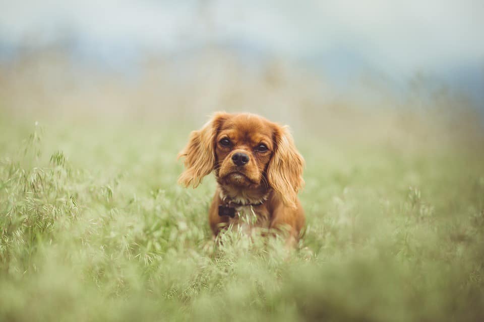 Cavalier King Charles Spaniel Puppies Buyers Guide