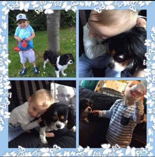 Cavalier Spaniels good with Kids